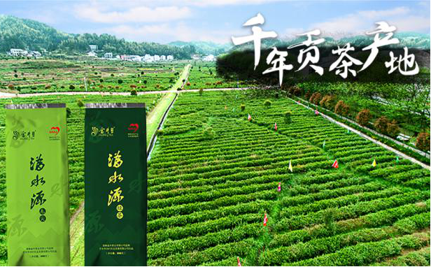 中国民贸一乡一品产业促进中心助力沩水源绿茶品质提升与品牌升级(图2)