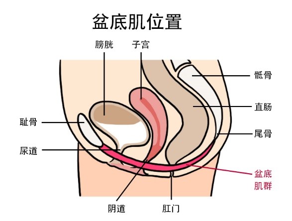 盆底肌修复=骨盆修复?别再被忽悠了!