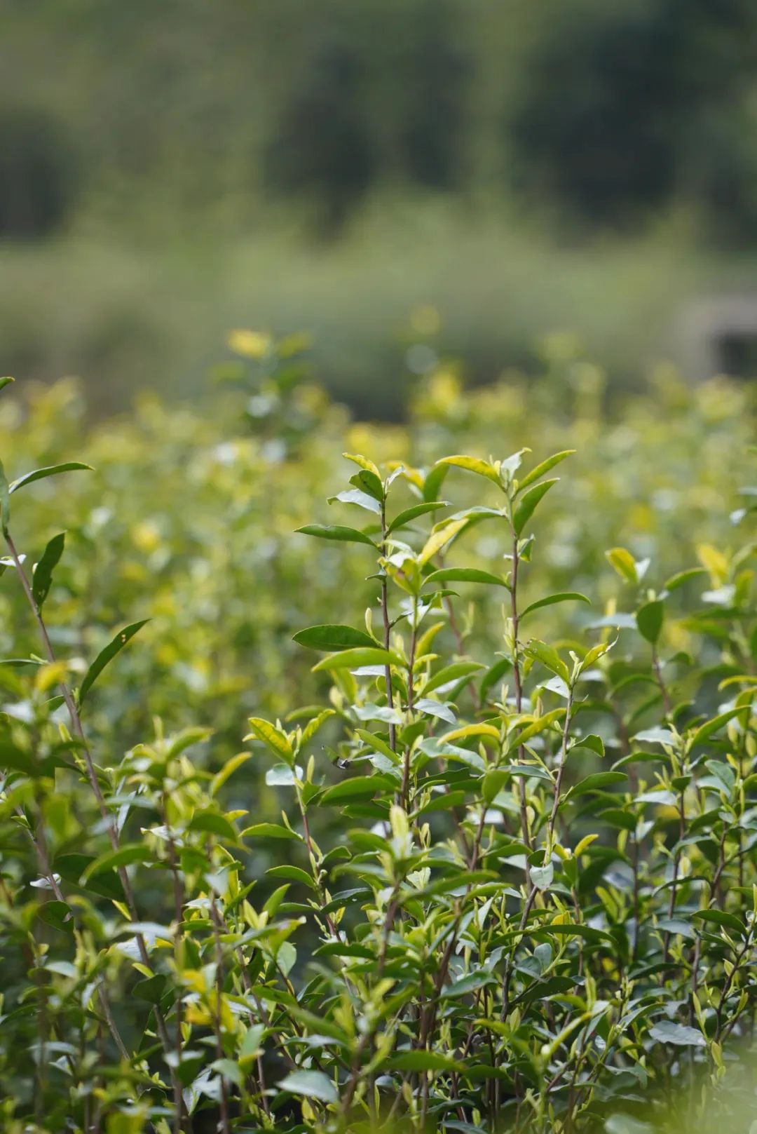 春游江淮 请来池州 | 来青阳，轻煮时光慢煮茶