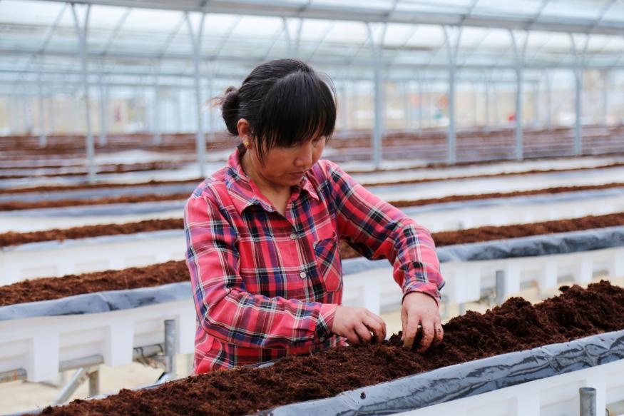 未来家园“空中草莓”定植完成，科技兴农赋能乡村振兴