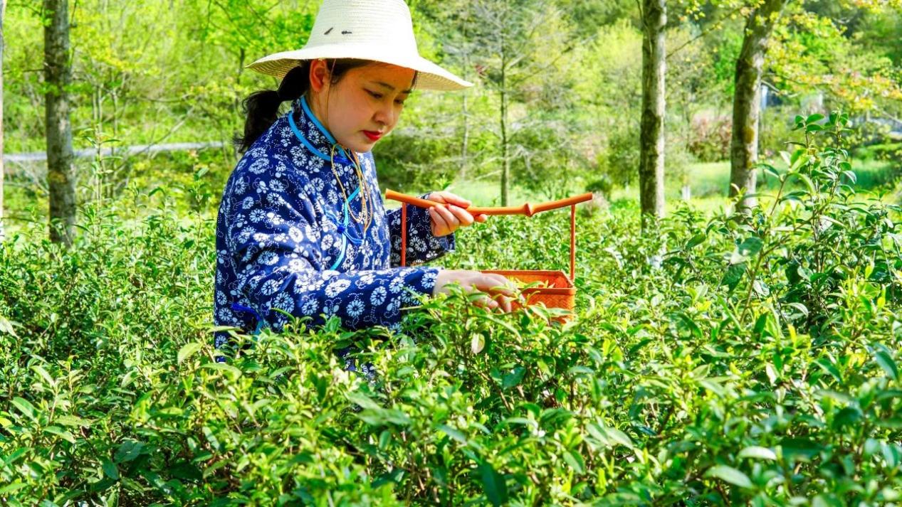 春游江淮 请来池州 | 来文宗古村 体验一次别开生面的茶农生活~