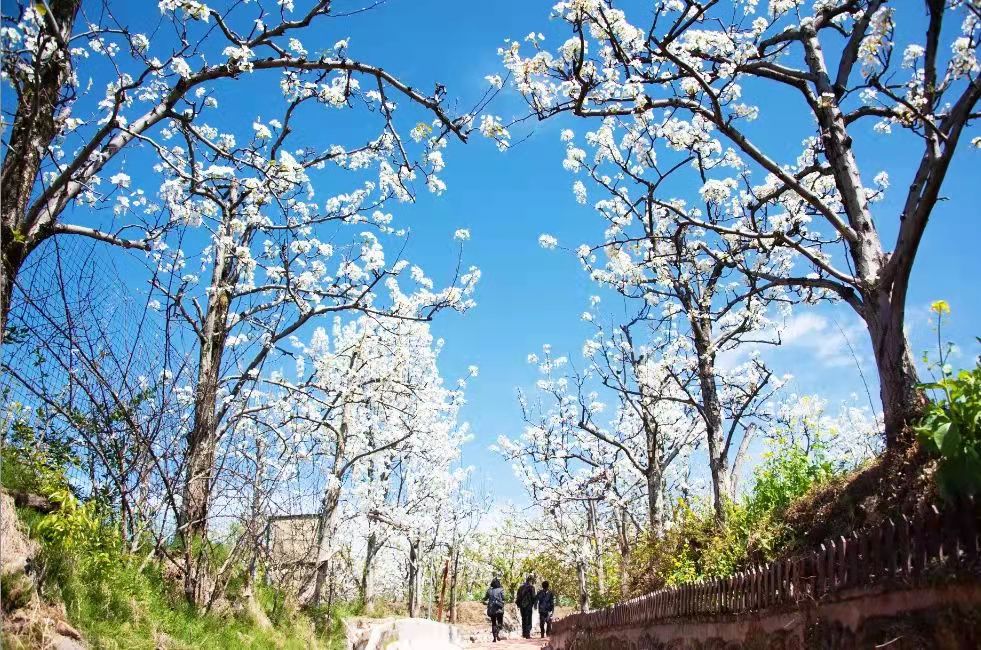 汉源梨花今又开 ——汉源县第九届“阳光康养城·宜居新汉源”赏花旅游月启动