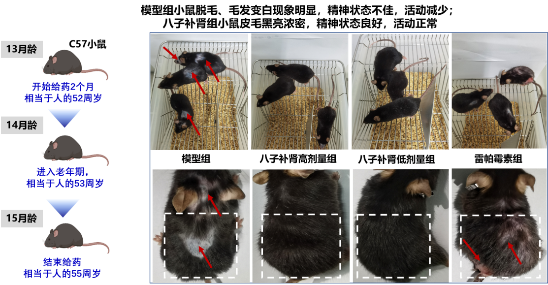 气络学说指导八子补肾胶囊抗衰老研究进展