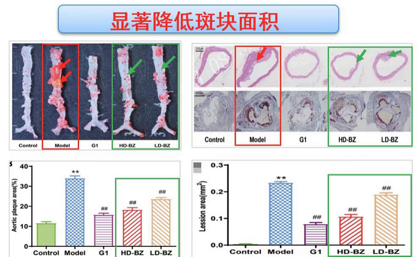 气络学说指导八子补肾胶囊抗衰老研究进展