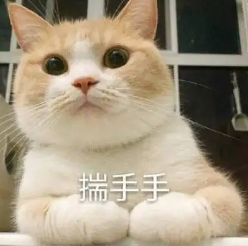 以前我不养猫，现在我离不开猫