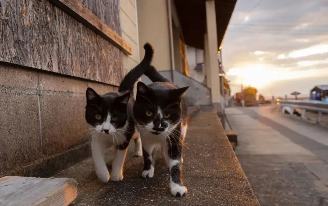 以前我不养猫，现在我离不开猫