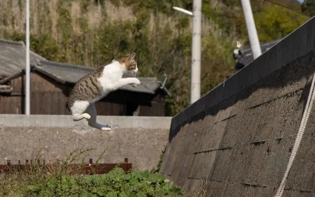 以前我不养猫，现在我离不开猫