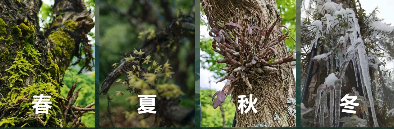 森山战略级产品野养铁皮石斛上市 解密产品背后的“生态密码”