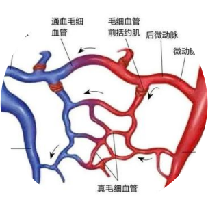 ​微循环障碍——百病之源，境悠之水为您保驾护航