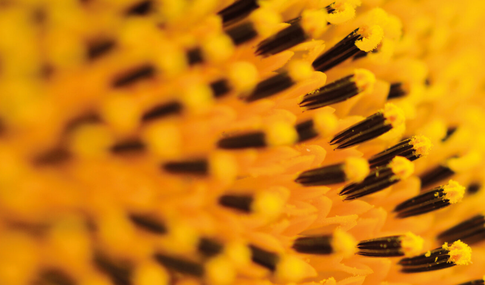 塑造行业标杆,解读Serelys品牌发展之路