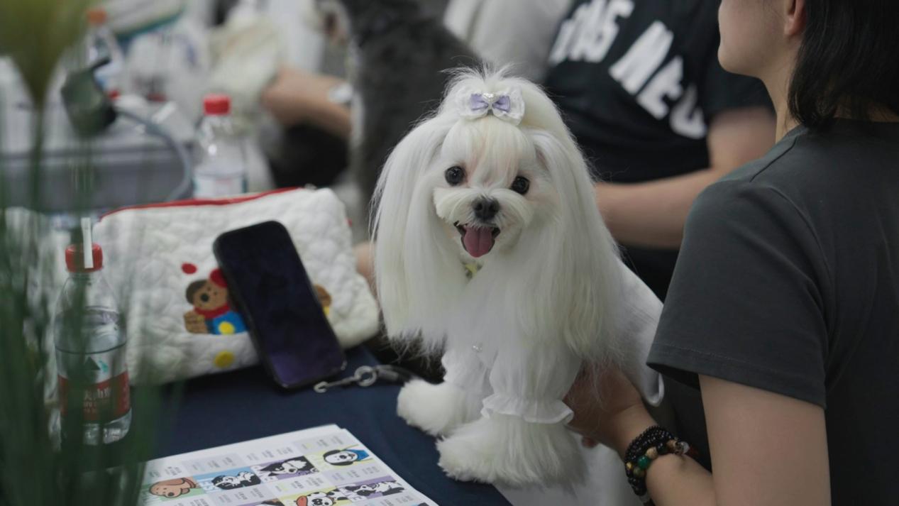当爪印遇见誓言：香佩特x崇明金茂凯悦打造五星级宠物香氛婚礼